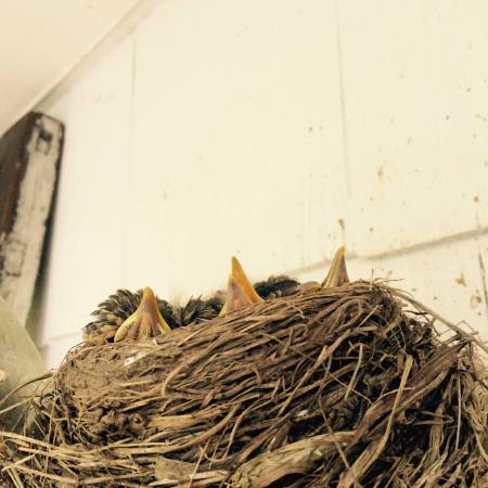 robins-nest